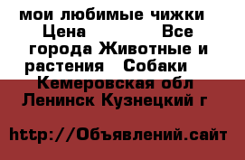 мои любимые чижки › Цена ­ 15 000 - Все города Животные и растения » Собаки   . Кемеровская обл.,Ленинск-Кузнецкий г.